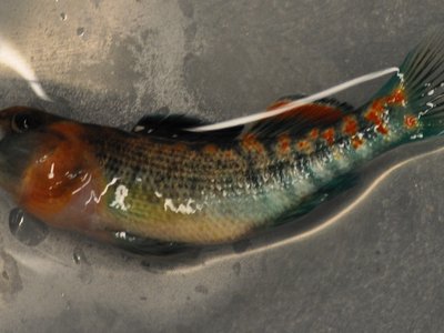 Orangethroat Darter