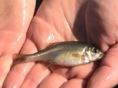 Oregon Chub