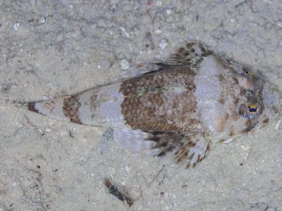 Oriental Flying Gurnard
