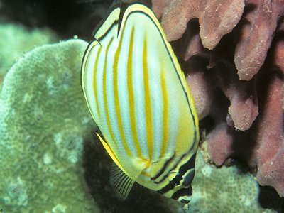 Ornate Butterflyfish
