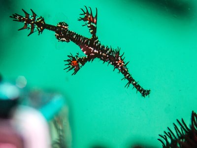 Ornate Ghost Pipefish