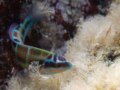 Ornate Wrasse