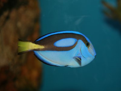 Pacific Blue Tang