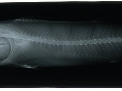 Pacific Bonito