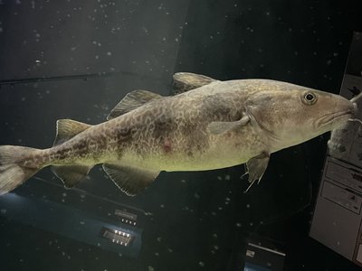 Pacific Cod