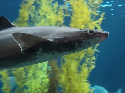 Pacific Dogfish