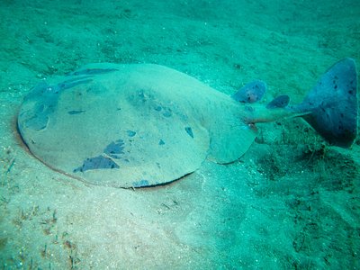 Pacific Electric Ray