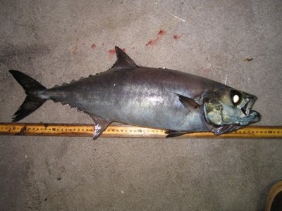 Pacific Escolar