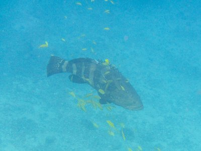 Pacific Goliath Grouper