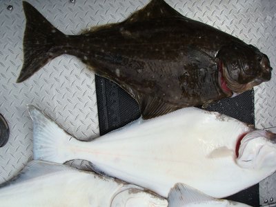 Pacific Halibut