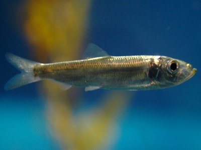 Pacific Herring