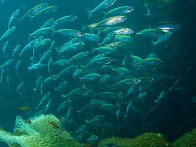 Pacific Jack Mackerel
