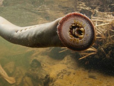 Pacific Lamprey