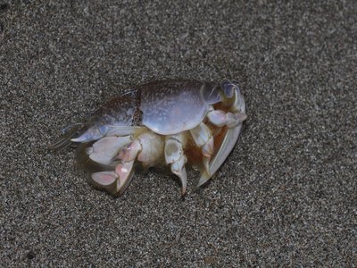 Pacific Mole Crab