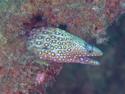 Pacific Moray