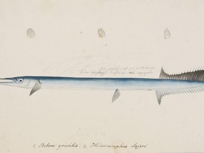 Pacific Needlefish