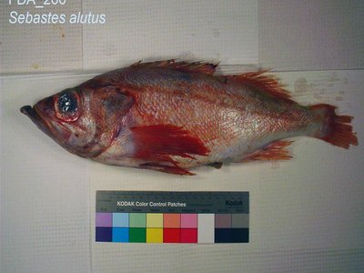 Pacific Ocean Perch