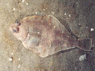 Pacific Sanddab