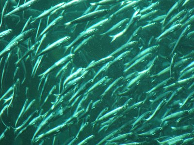 Pacific Sardine
