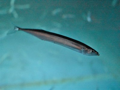 Pacific Saury