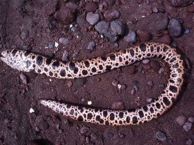 Pacific Snake Eel