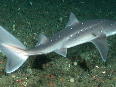 Pacific Spiny Dogfish