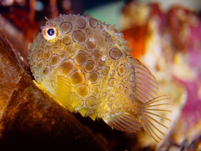 Pacific Spiny Lumpsucker