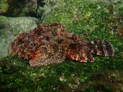 Pacific Spotted Scorpionfish