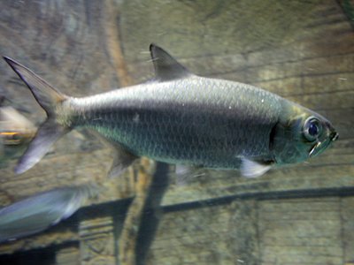Pacific Tarpon