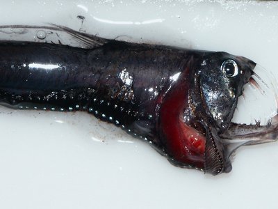 Pacific Viperfish