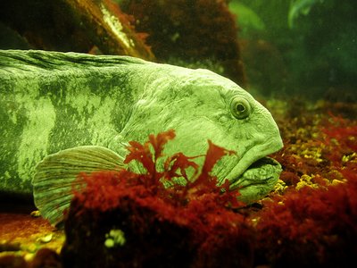 Pacific Wolf Eel
