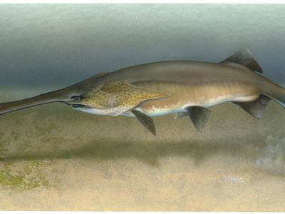 Paddlefish