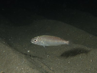 Pagellus acarne