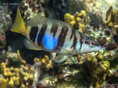 Painted Comber