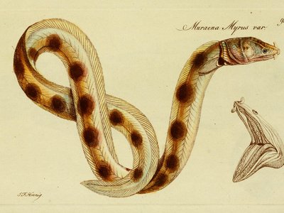 Painted Eel