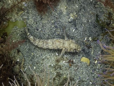 Painted Goby