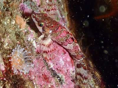 Painted Greenling