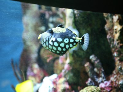 Painted Triggerfish