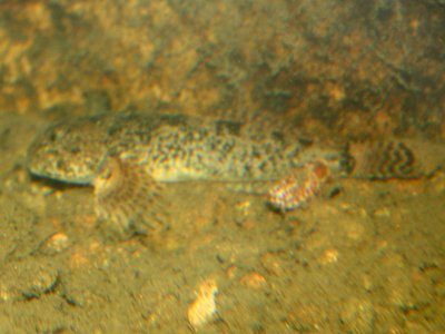 Paiute Sculpin