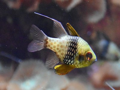 Pajama Cardinalfish