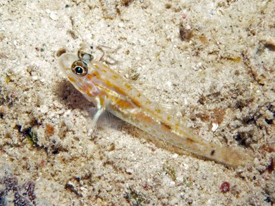 Pale Goby