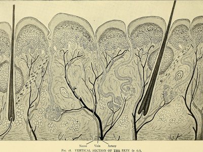 Pale Mouth Sole