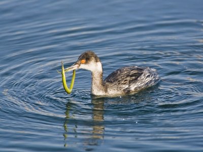 Pale Pipefish