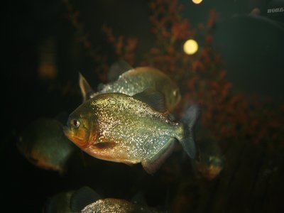 Pale Piranha