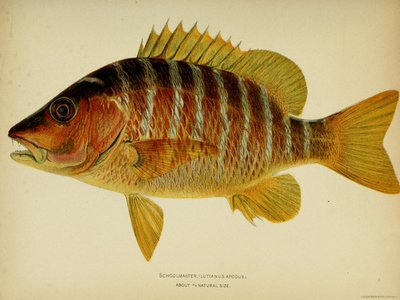 Pale Snapper