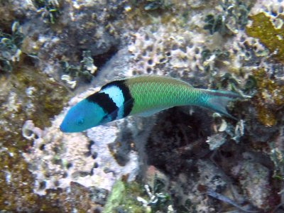 Pale Wrasse