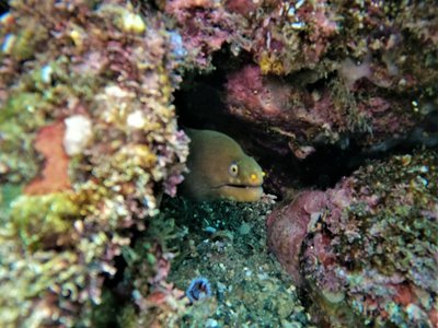 Palenose Moray