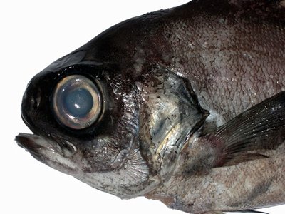 Palinurichthys
