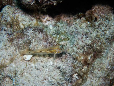 Pallid Goby