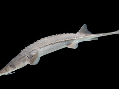 Pallid Sturgeon